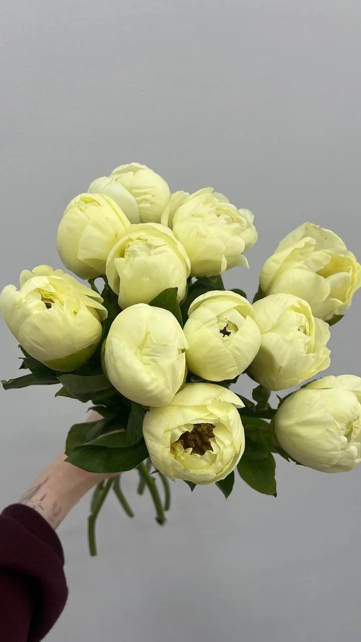 Пионы в наличии 😍