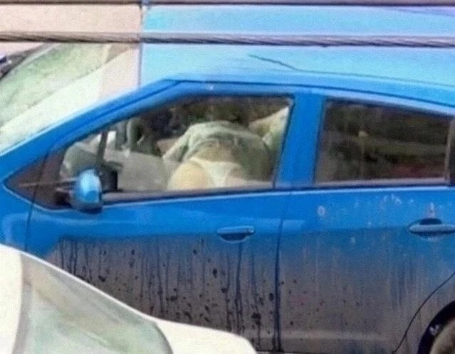 Сегодня днем местная жительница прислала нам видео, на котором во дворе, люди в машине занялись инти
