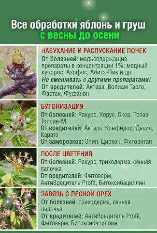 Как получить большой урожай яблок и груш 🍎🍐