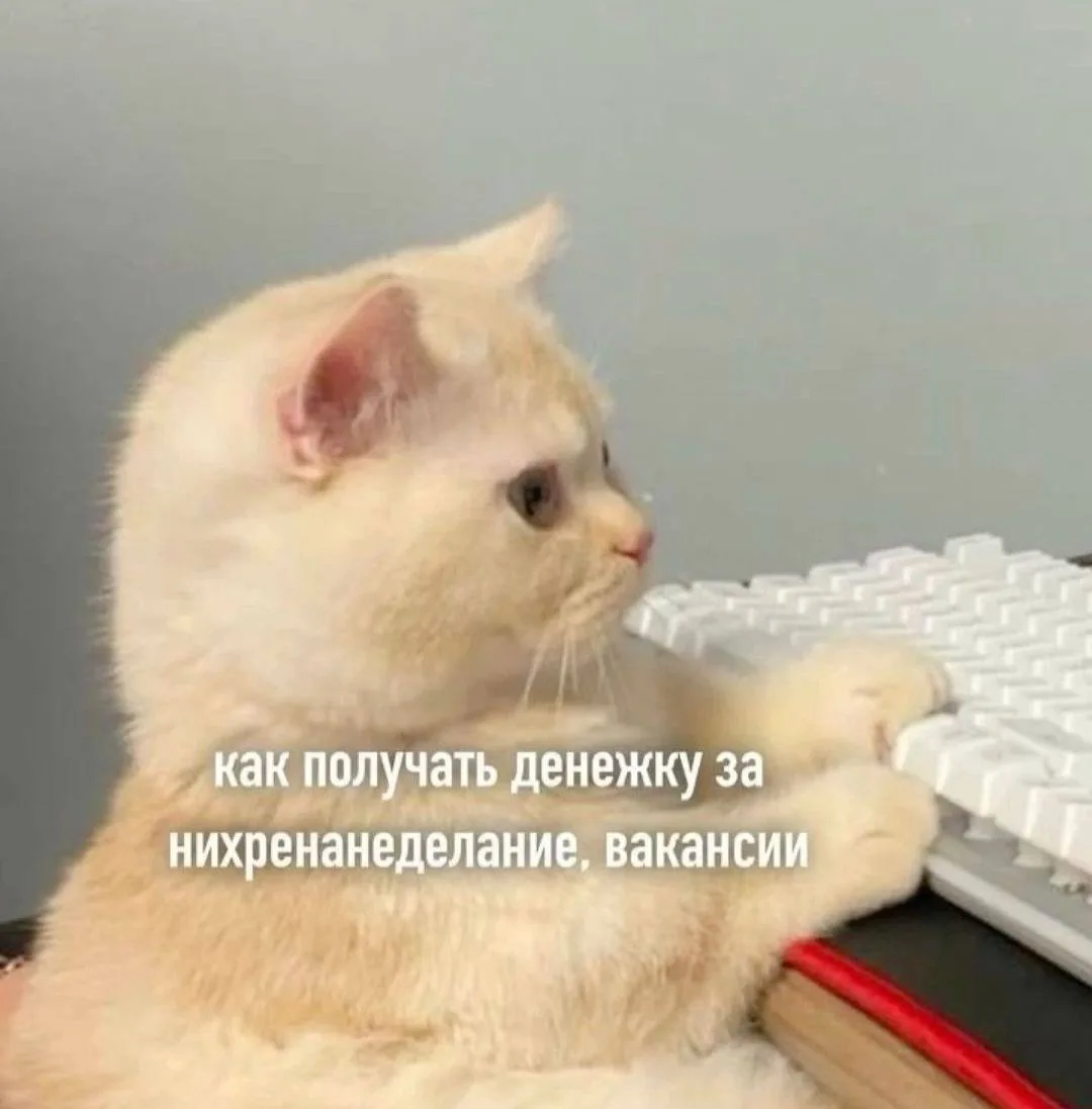 воскресные котики