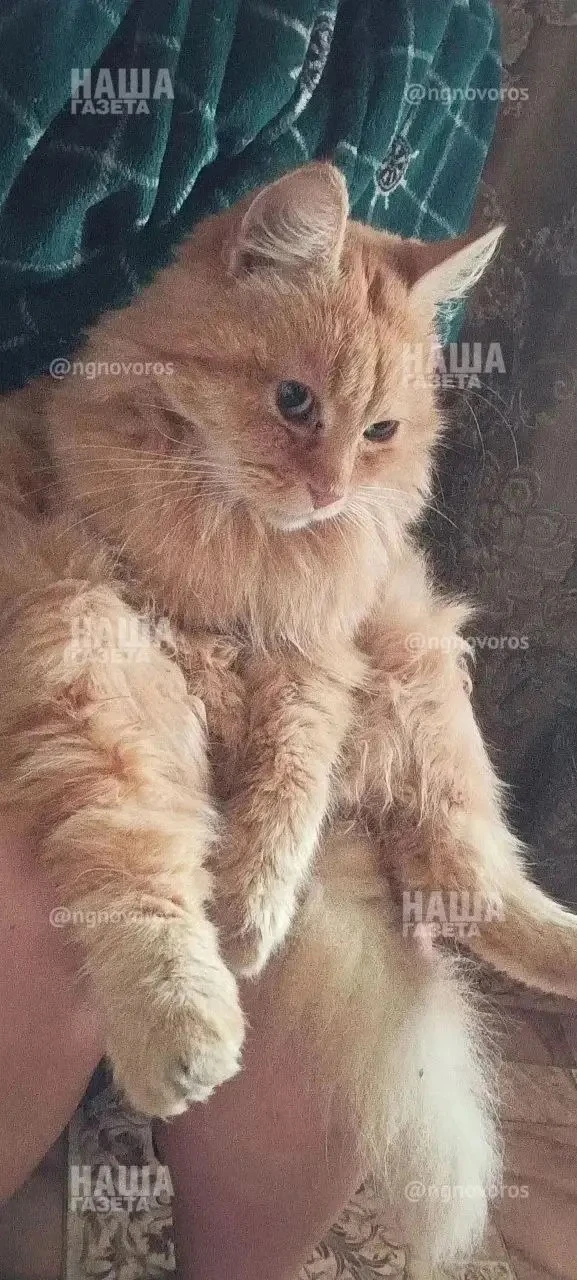 Он смеялся, когда бил кота