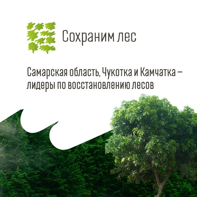 Итоги лесовосстановления в регионах