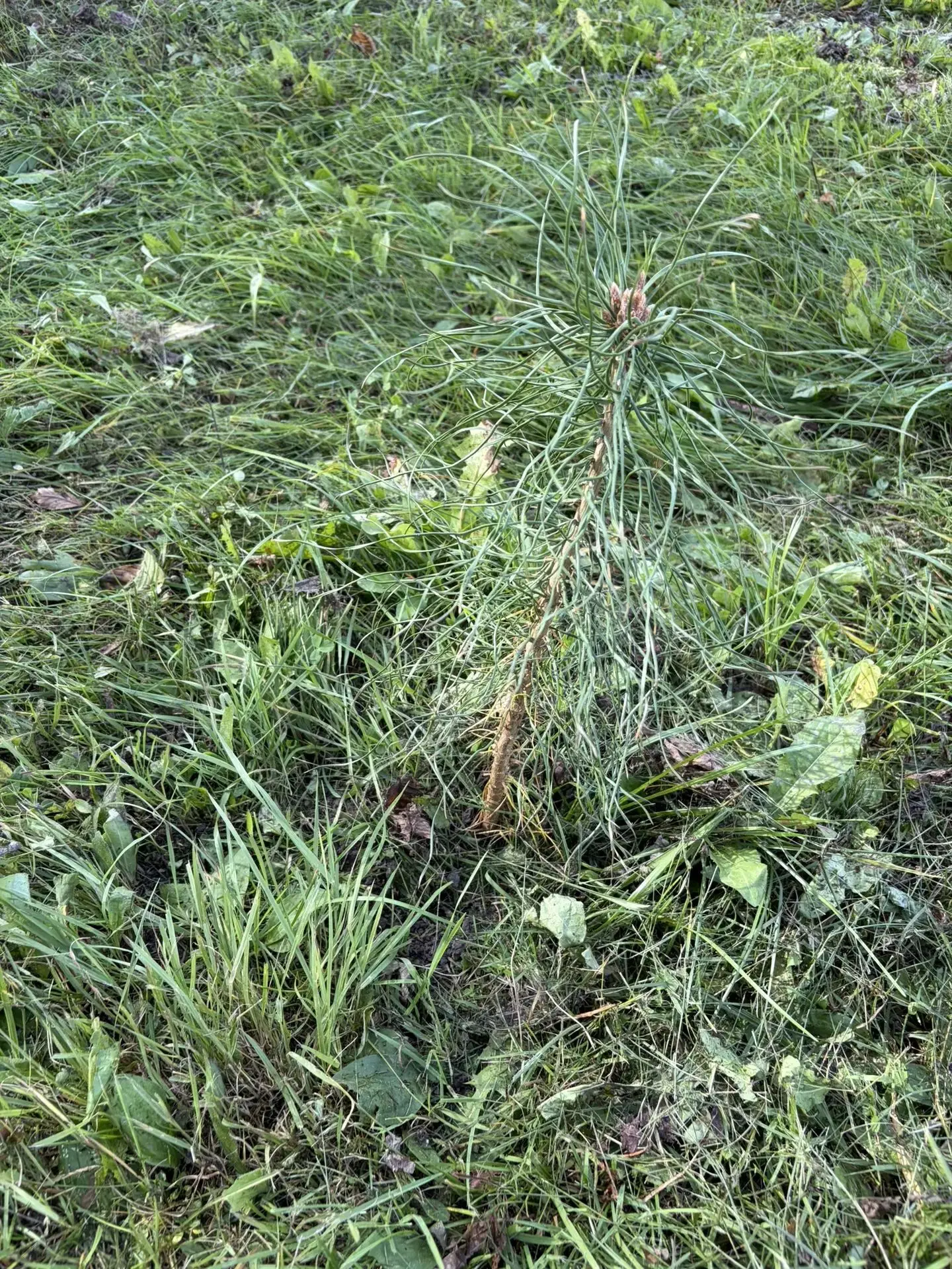 На школьном дворе школы № 194 стало больше зелени! 🌲