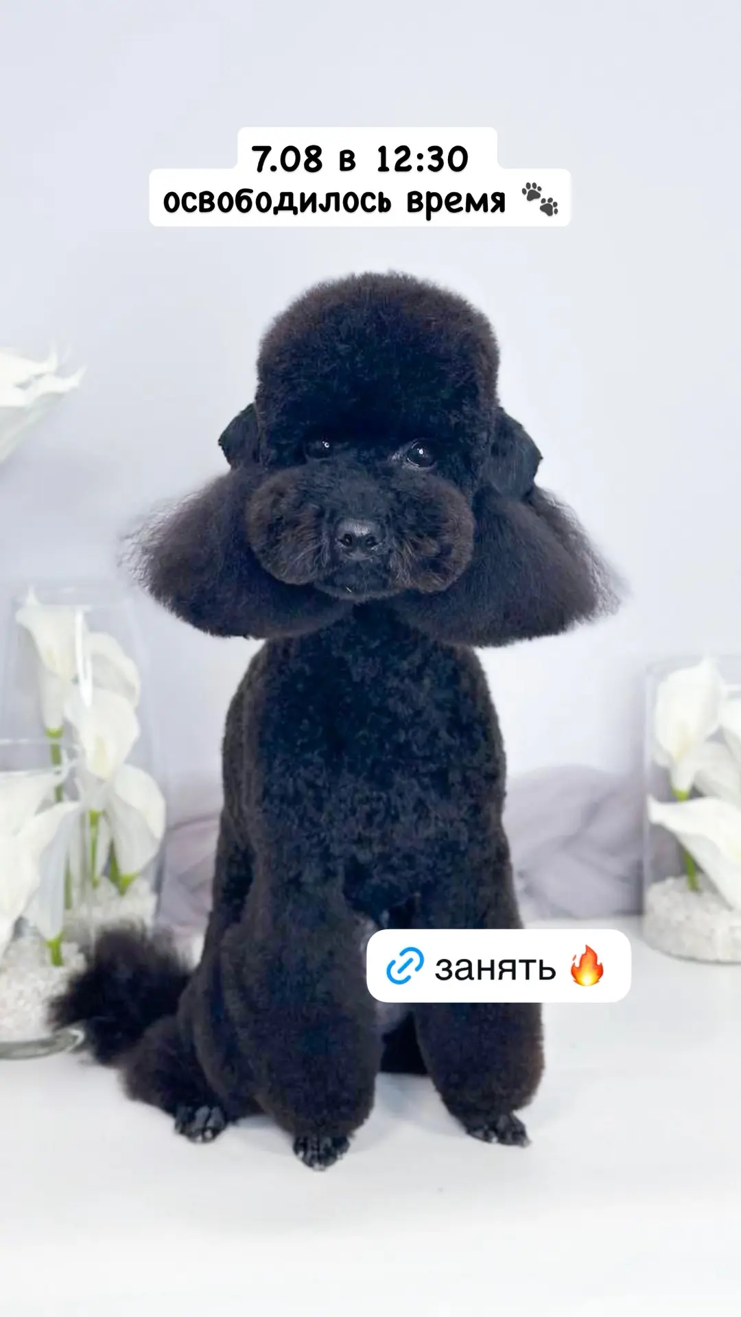 https://dikidi.net/190503