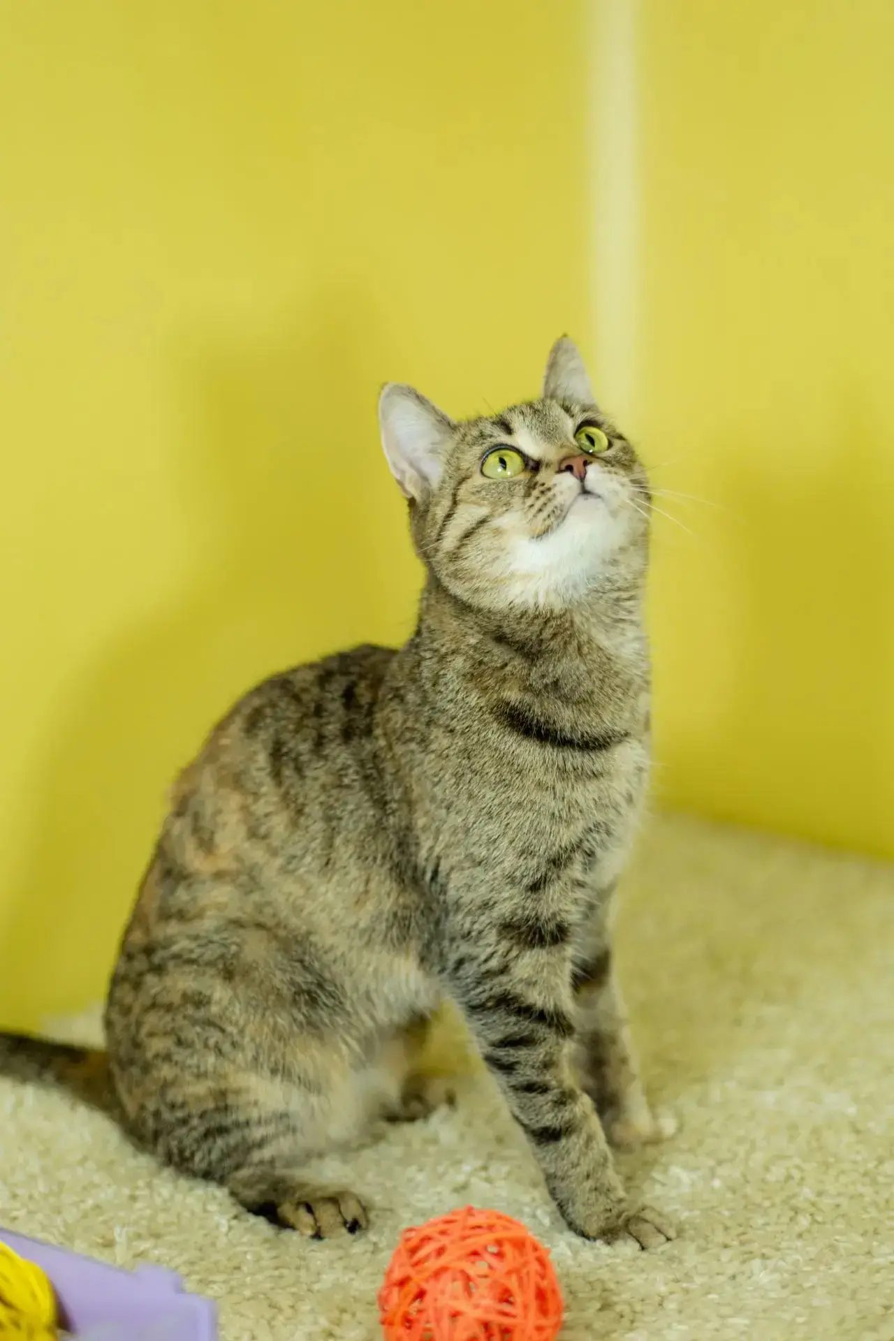 🐾🏡 Алька ищет дом