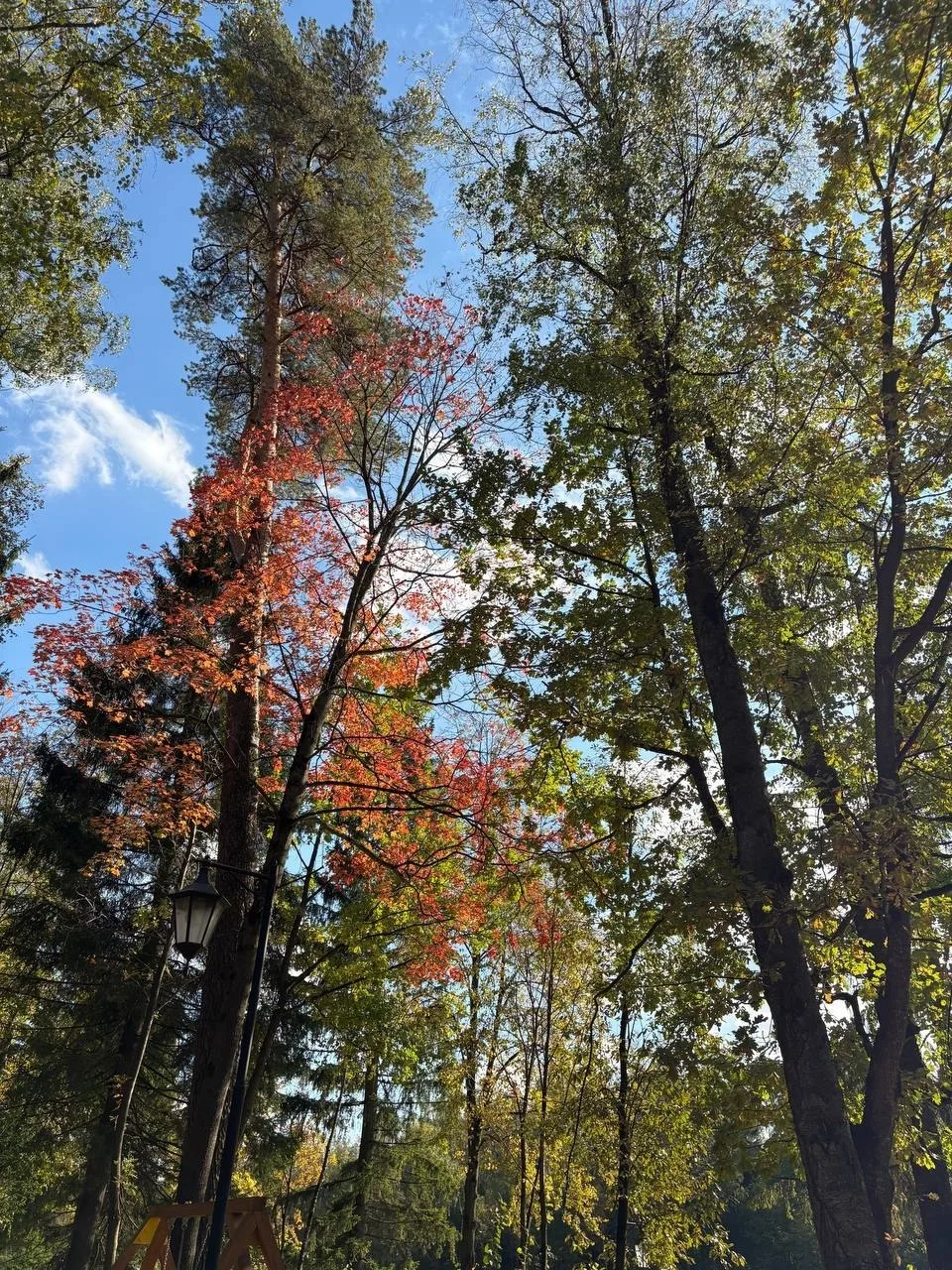 Осень в парке Ближняя дача 🍁