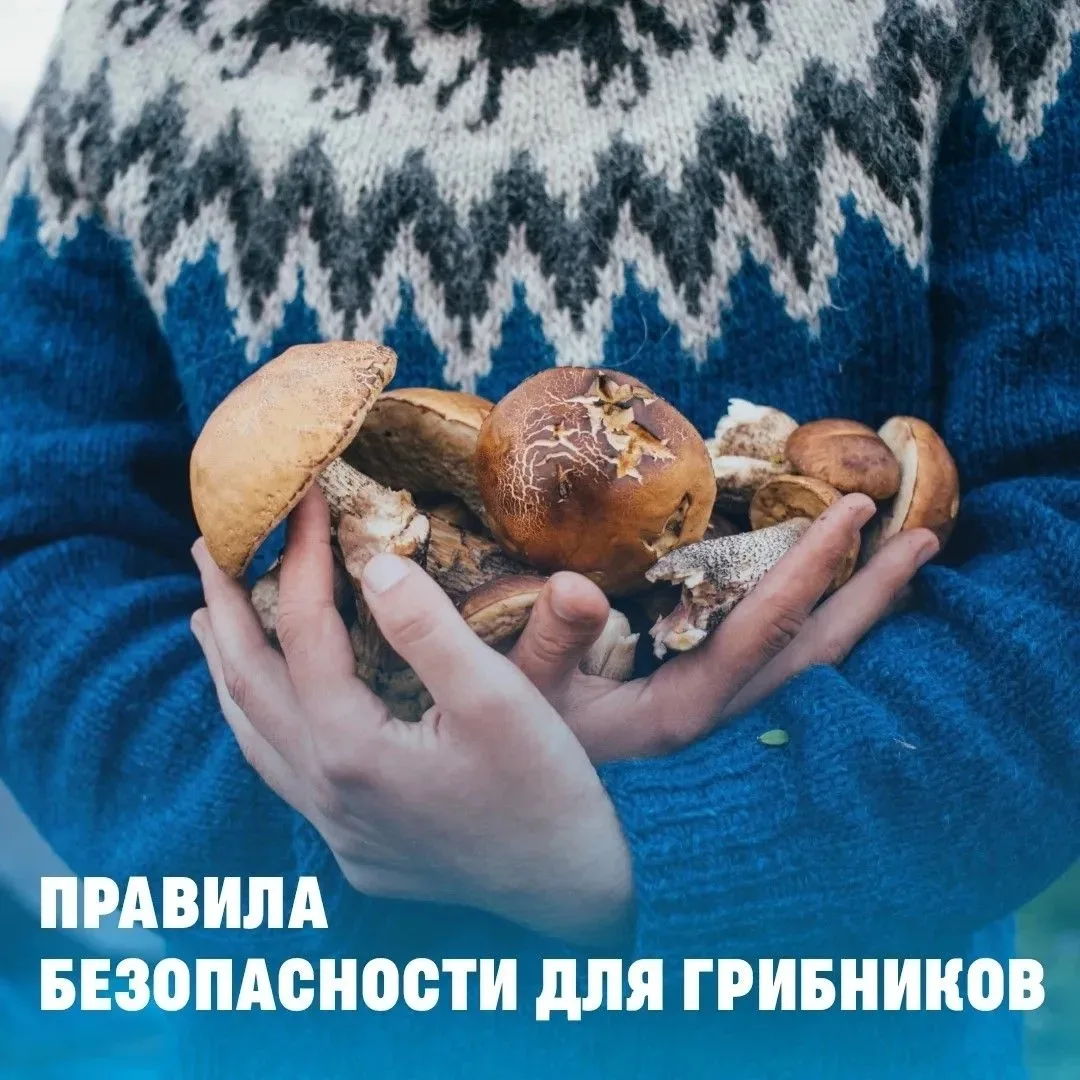 Поход за грибами: что взять и о чём не забыть 🍄
