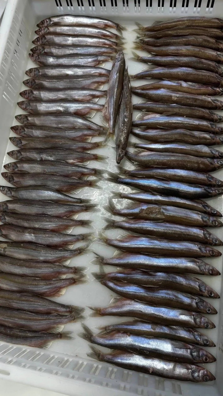 🐟 ФАРЕРСКАЯ или САХАЛИНСКАЯ: КАКУЮ МОЙВУ КУПИТЬ?