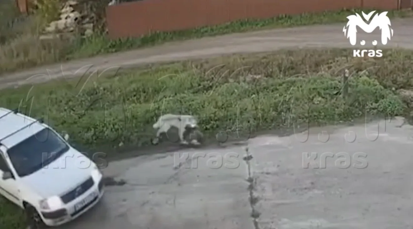 В Березовском районе мужчина задавил собаку и добил ее камнем.