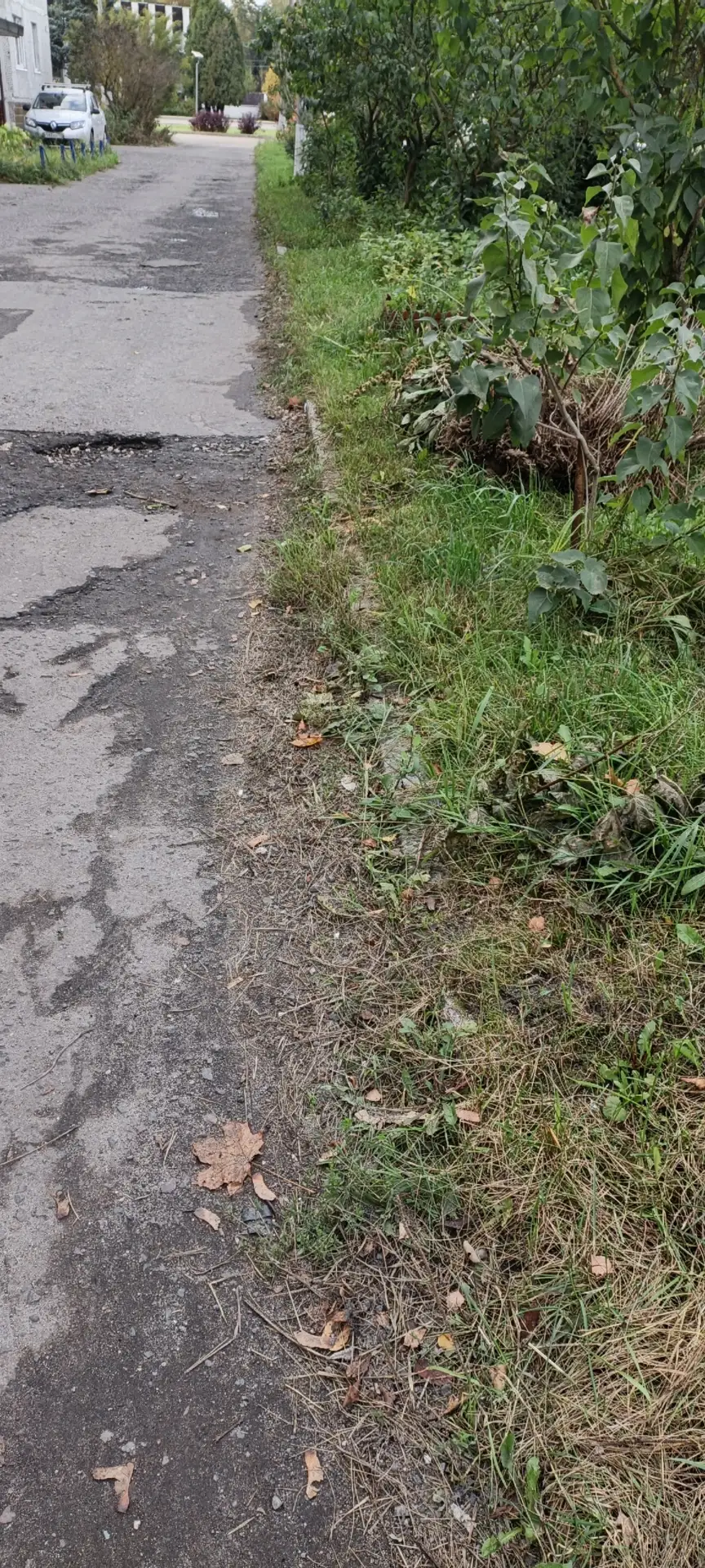 Электросталь,  добрый день Почему Администрация города  не ощищает бордюры от заросший ...