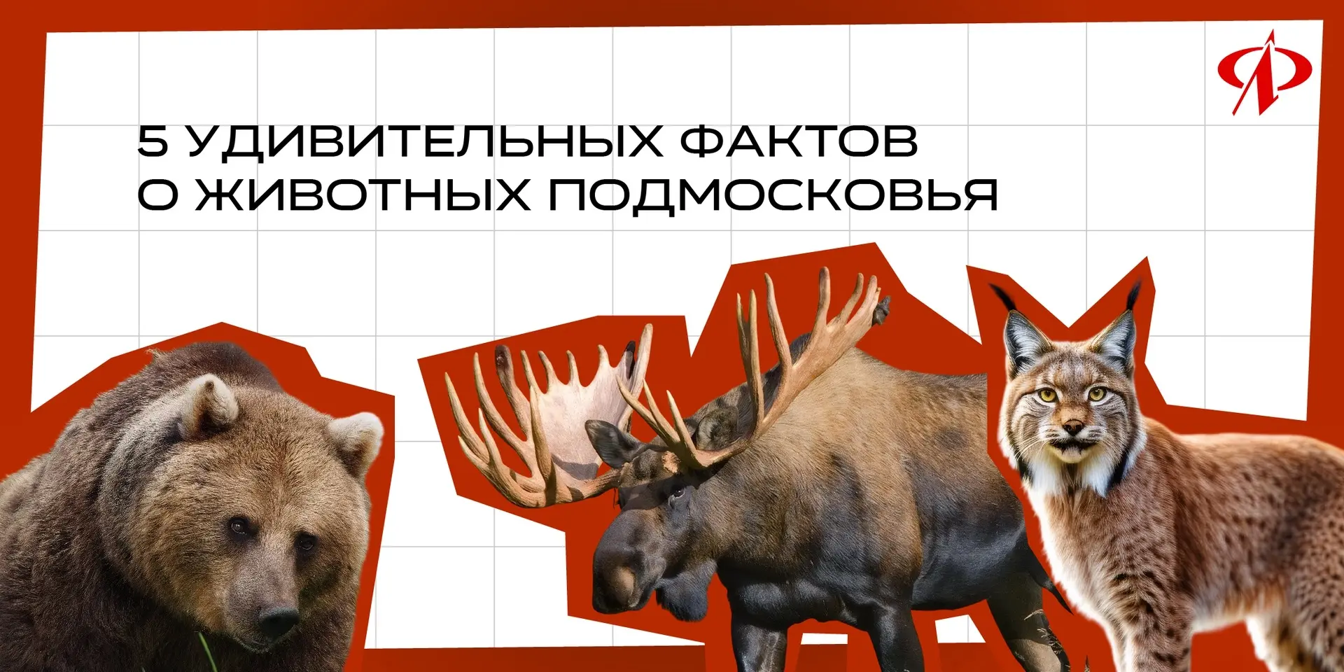 🐾 5 удивительных фактов о животных Подмосковья 🐾

Друзья, мы начинаем серию постов, в которых расс