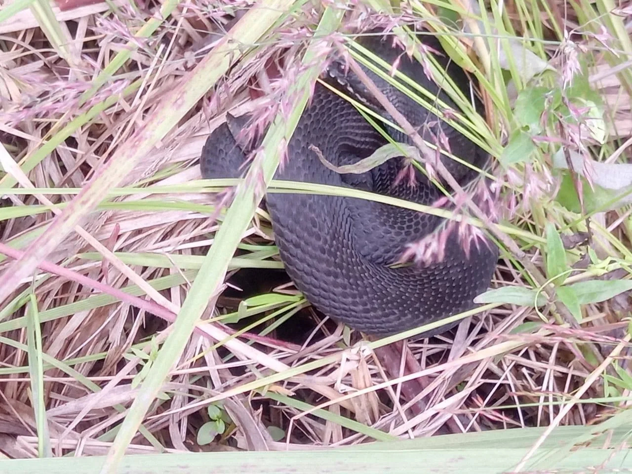 🐍 В Петербурге и Ленобласти начался сезон повышенной активности змей.