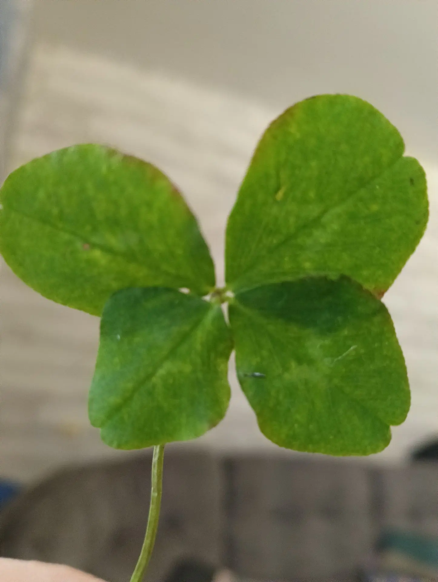 Представляете, я все таки нашла свой счастливый клевер. 🍀