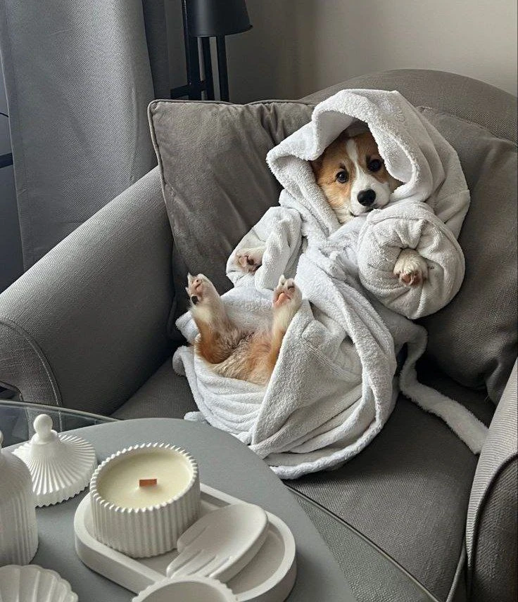 狗血 — это собачья кровь?