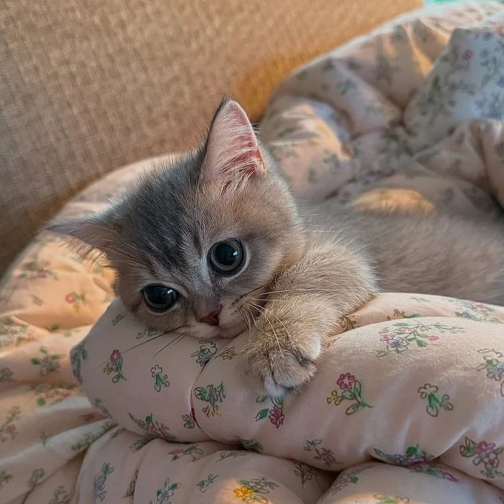 подпишись на котямбусы🐈