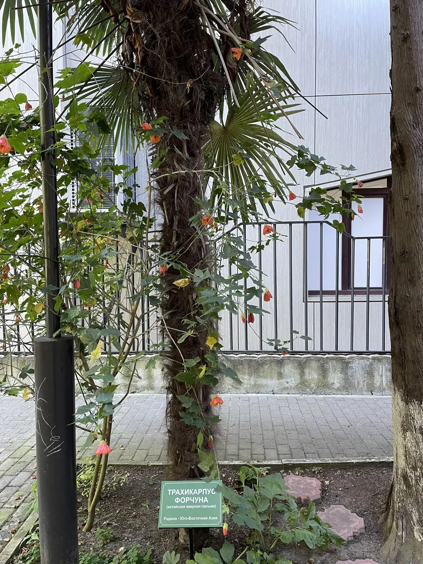 🌿 Важное событие на территории ЦТРиГО!

Мы запускаем долгожданный образовательный проект — «Растени
