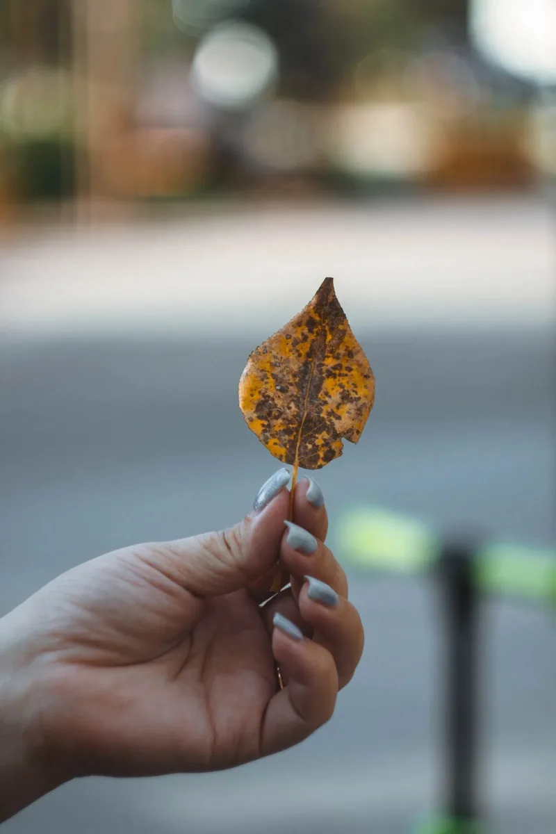 🍂«Листья жёлтые над городом кружатся,