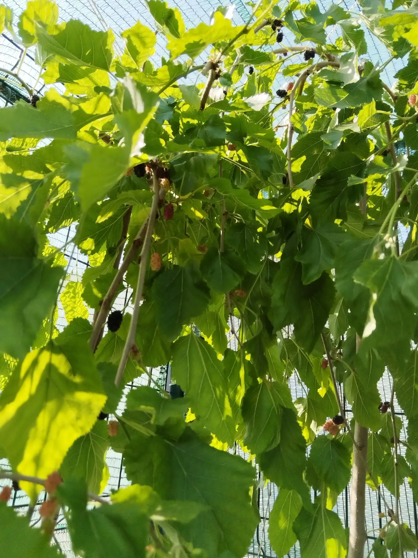 🍀🍇ЭКСКЛЮЗИВ для вашего сада! Шелковица (тутовник) на штамбе!🍀🍇