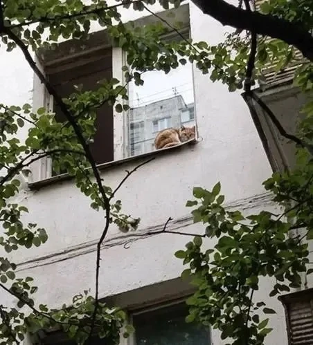 ☹️ В Кузьминках уже несколько недель пять котов остаются одни в запертой квартире.