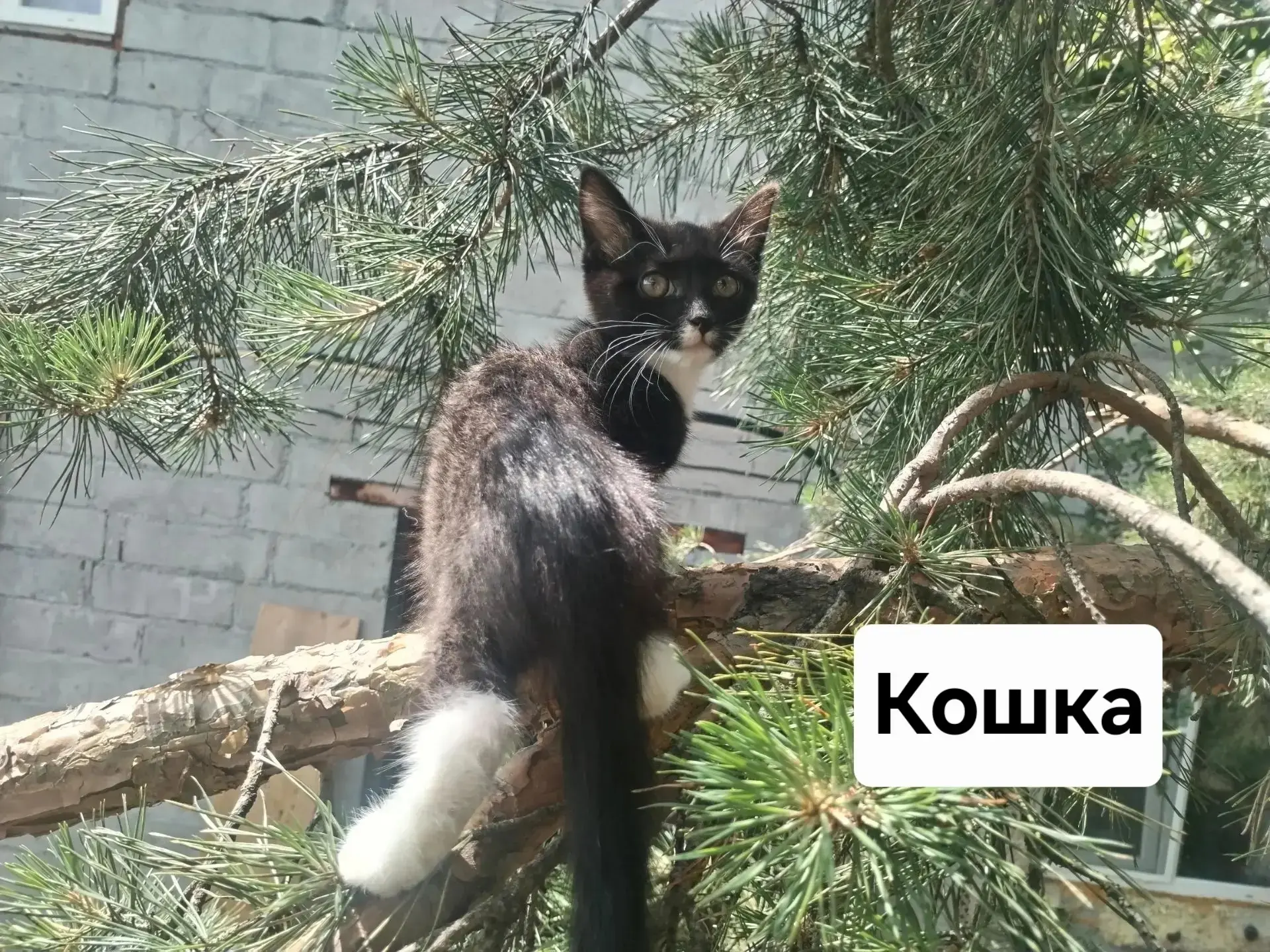 🐈 Котята в поисках дома, примерный возраст 1-2 месяца