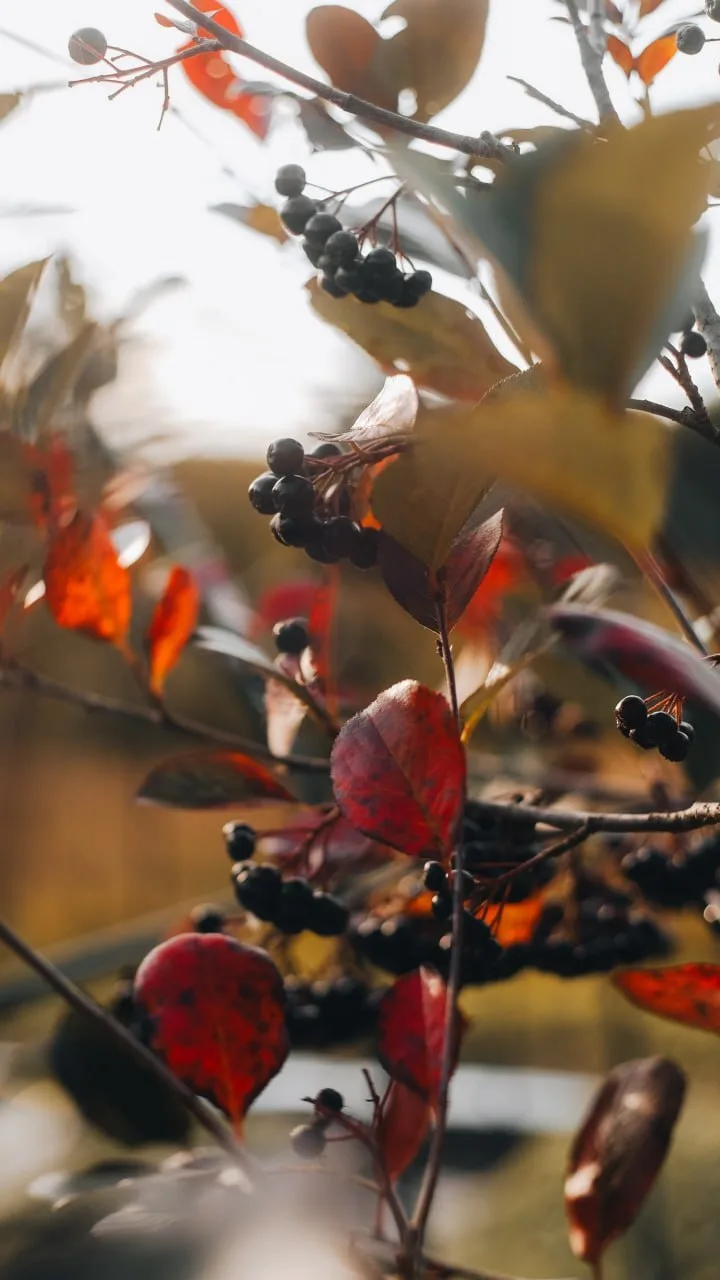 🍂Вот и наступил второй месяц осени