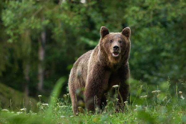 Медведь уже две ночи разоряет пасеку под Минусинском