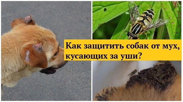 Мухи жигалки – один из наиболее распространенных видов двукрылых, тесно связанных с жил...