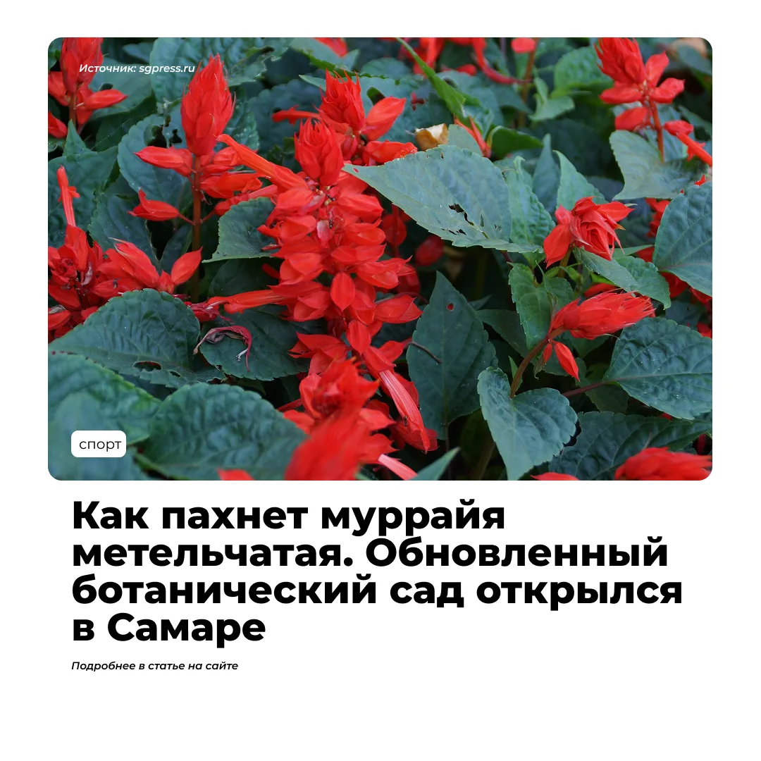 Ботанический сад Самарского университета вновь открыл свои двери — два месяца он был не...