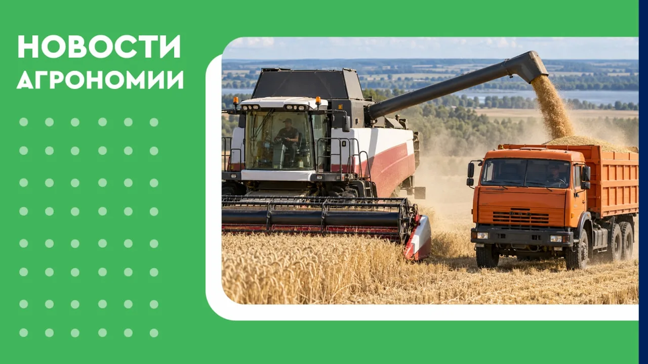 🌾 В России собрали больше зерновых и масличных, чем год назад