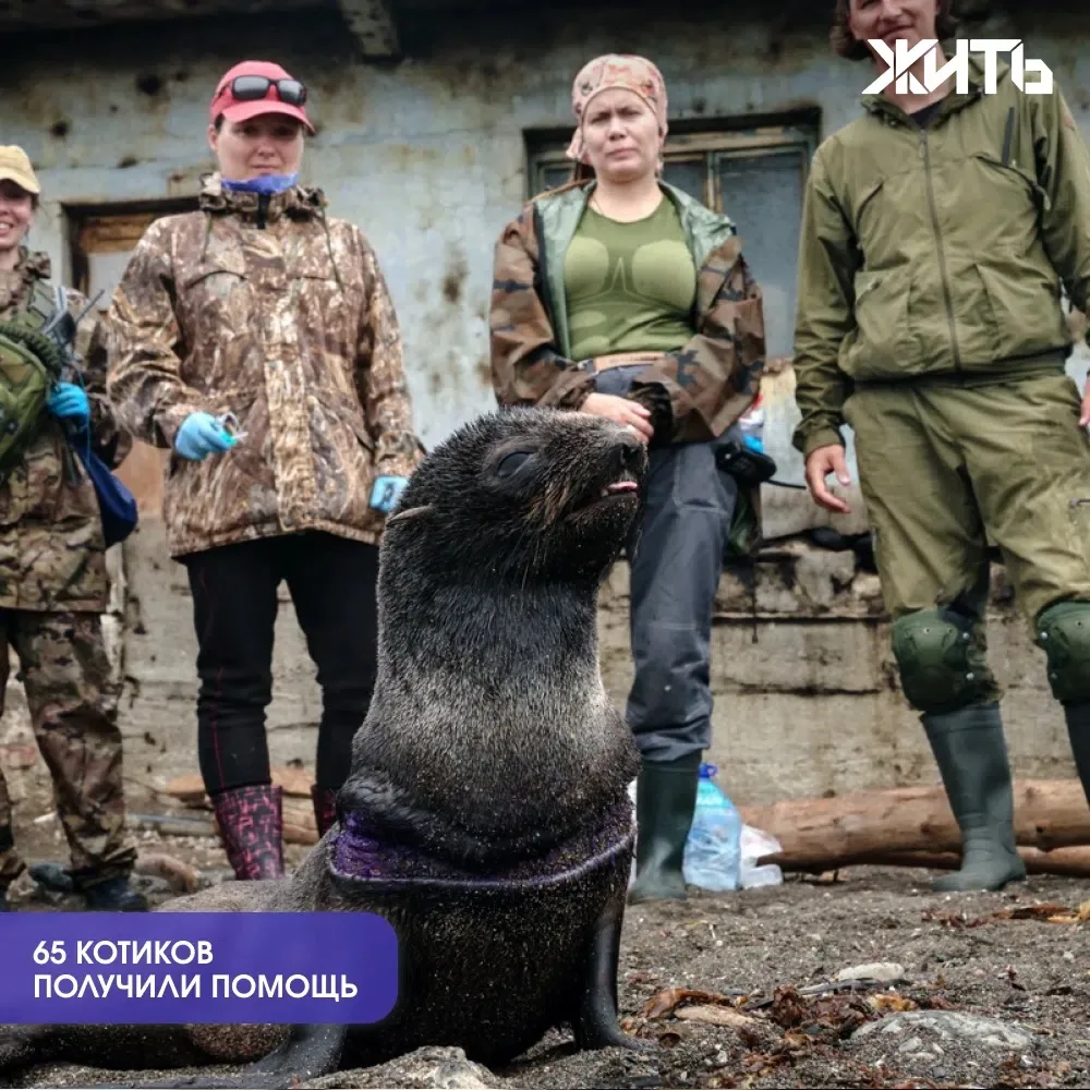 65 морских котиков освободили от пластикового мусора на острове Тюлений