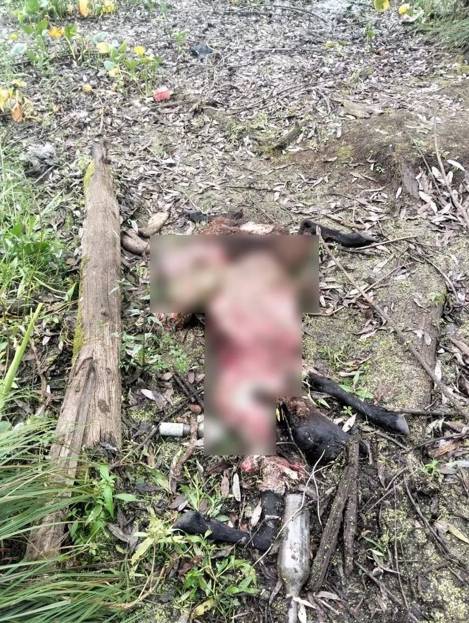 На юге Кузбасса медведь задрал козу, овцу и барана во дворе частного дома