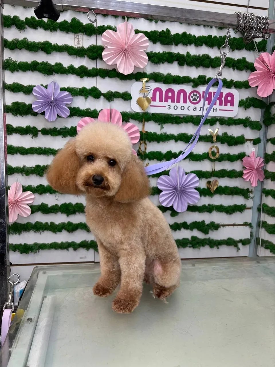 🐩✨ Дорогие любители пуделей! ✨🐩