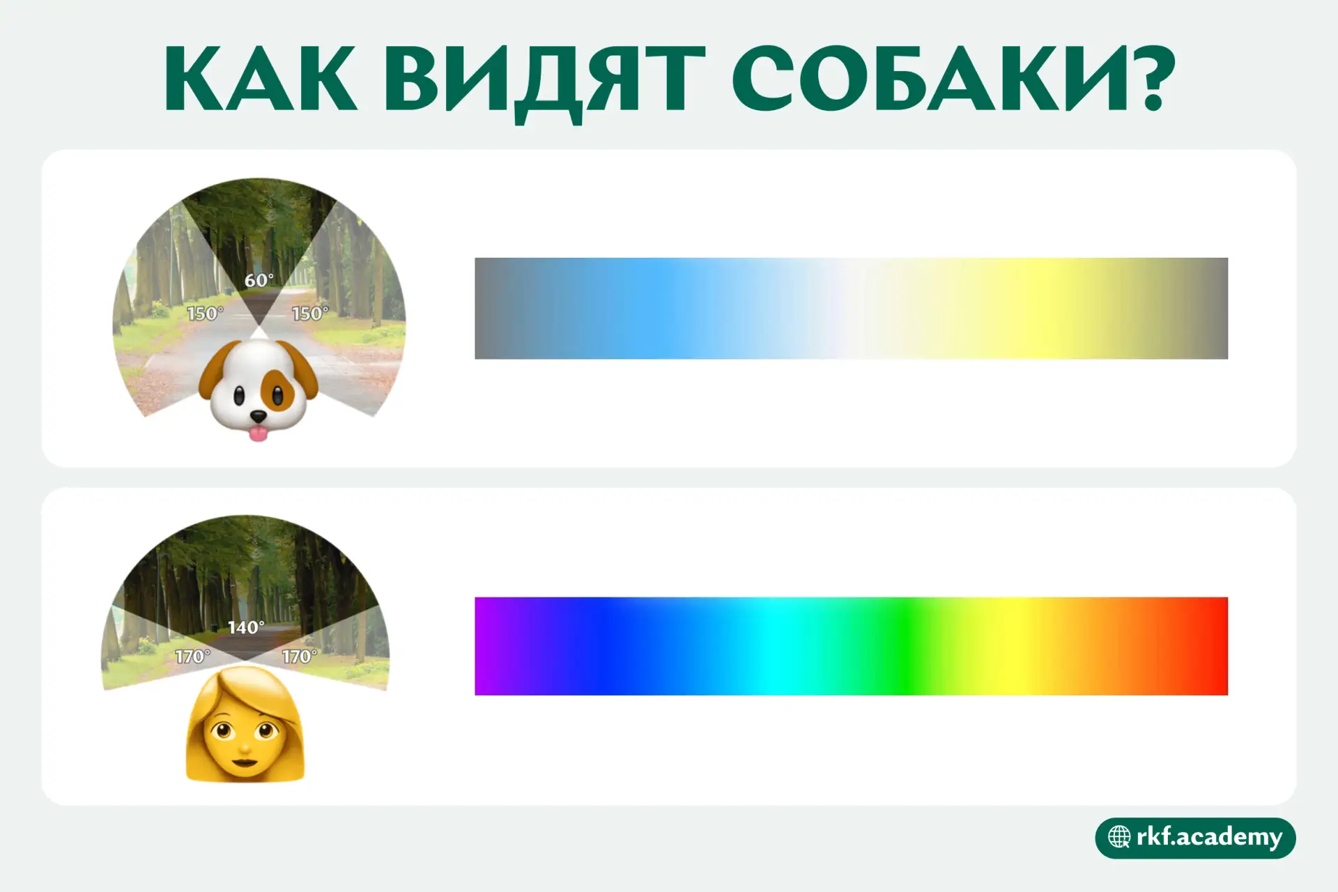 Задумывались, каким видит мир ваша собака?👀

Из-за особенностей строения хрусталика собаки различаю