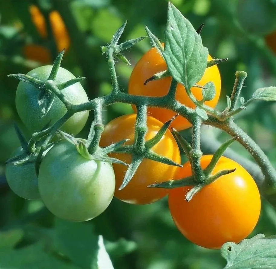 Как ускорить созревание собранных томатов 🍅