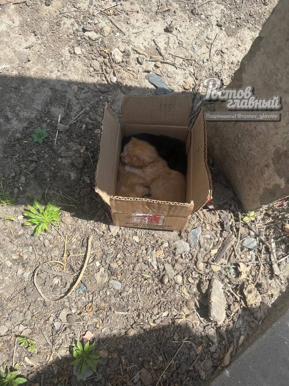 😿 Котята лежат в коробке на жаре на Мезенском, 83 (Чкаловский)

▪️ Подписчики приехали, чтобы их за