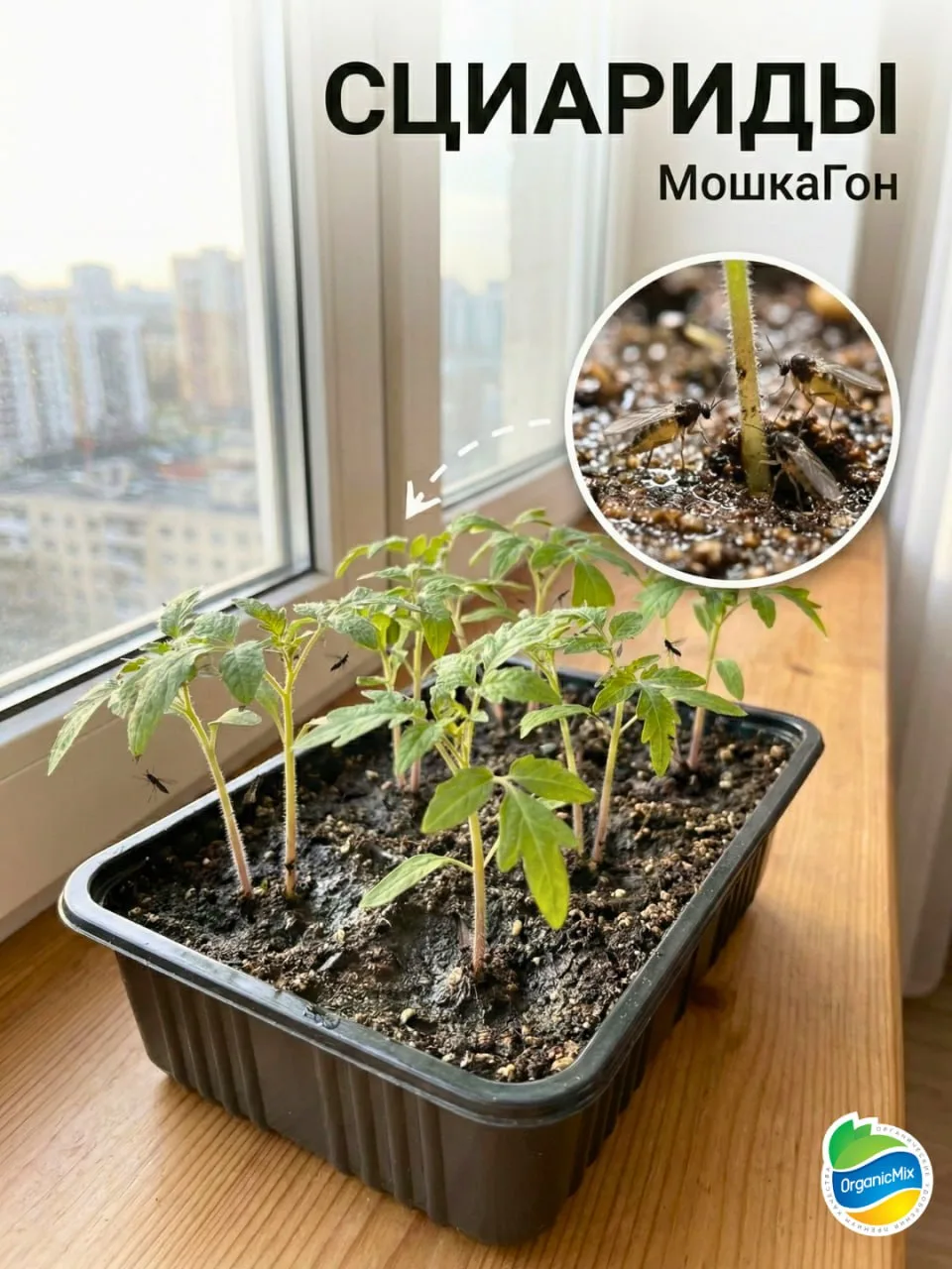 ДОМАШНЯЯ АПТЕЧКА ДЛЯ ЦВЕТОВ: БЕЗОПАСНО ДЛЯ ДЕТЕЙ И ЖИВОТНЫХ 🌿  Зимой нам так хочется сохранить кусоч