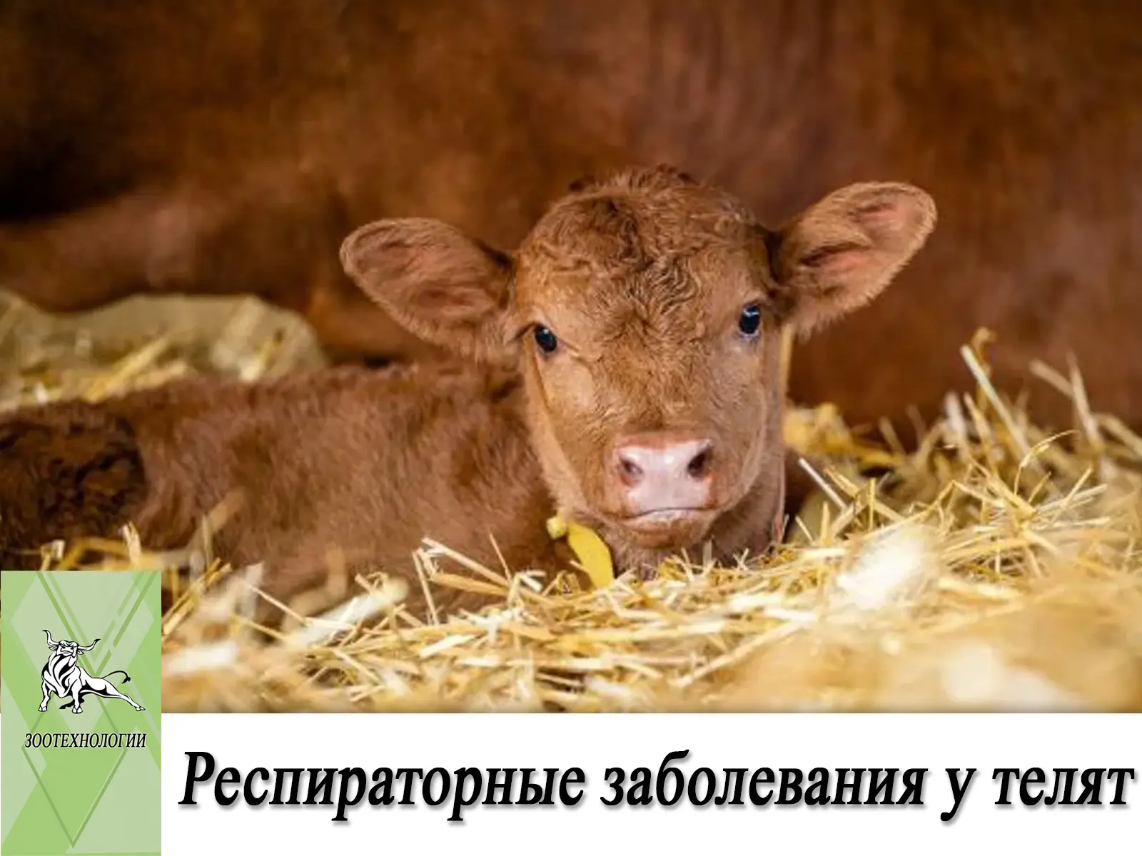 🦠 Респираторные заболевания у телят редко начинаются с инфекции.