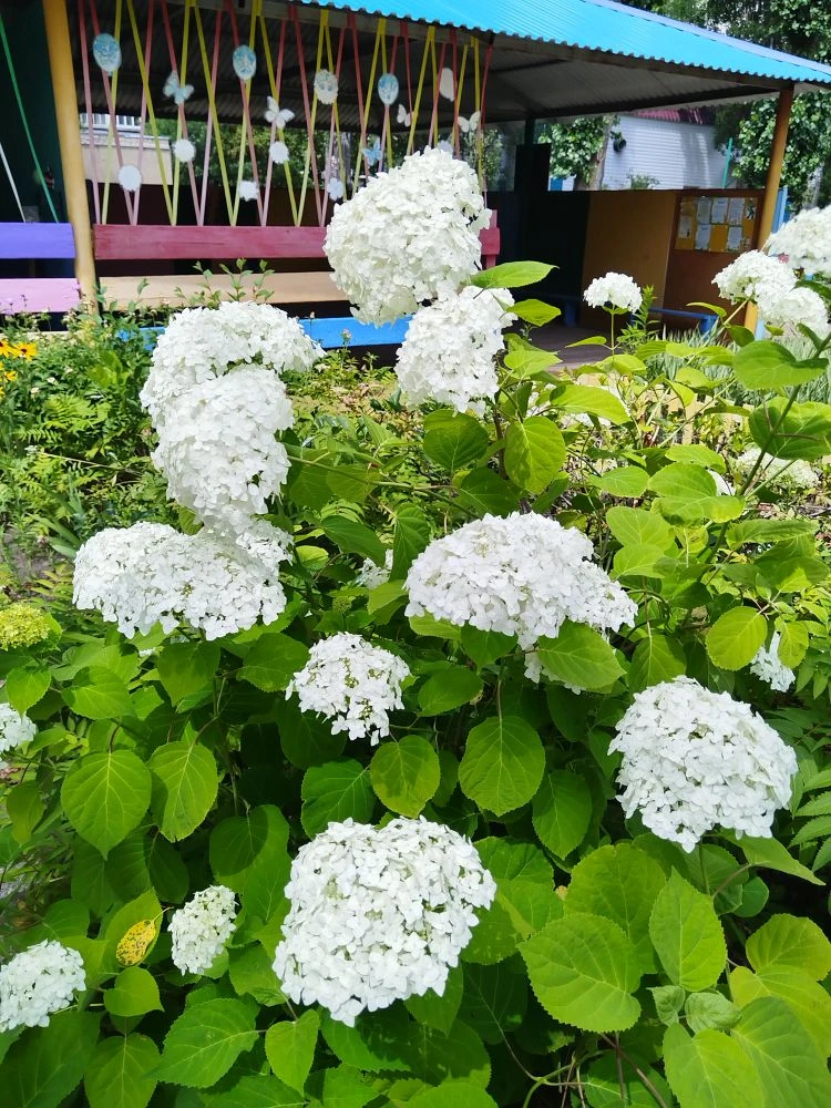 ☀Лето в нашем детском саду расцвело по-настоящему! 🌸🌸🌸