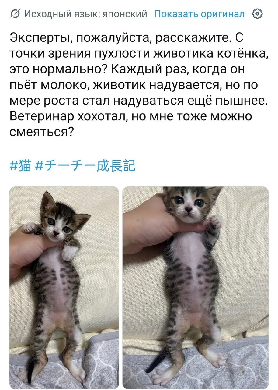 Тян просто хотела узнать, нормально ли выглядит пузо её котёнка, а в итоге открыла в ко...