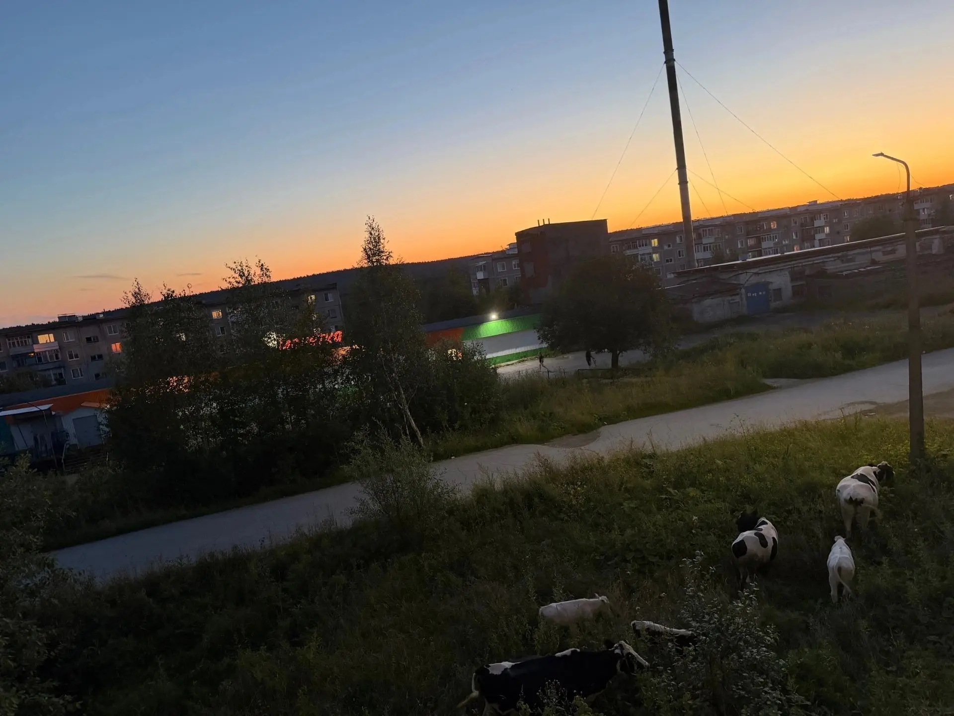 Вечер, закат, на фоне коровки, ляпотааа😎😍