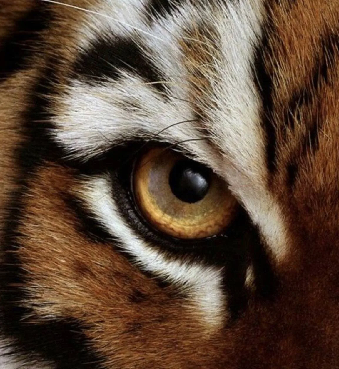 🐯 Рисуем взгляд настоящего хищника  Если акварель пока кажется чем-то сложным и «непослушным» — обяз