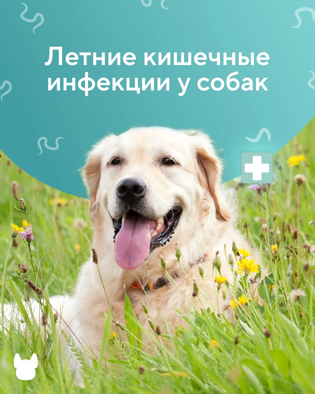 Летом возрастает риск кишечных инфекций у собак. В теплое время года наши четвероногие ...