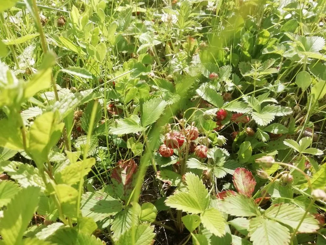 Ягодная пора. Время собирать... красоту в лукошко, вкус – в банки, а воспоминания – в сердце