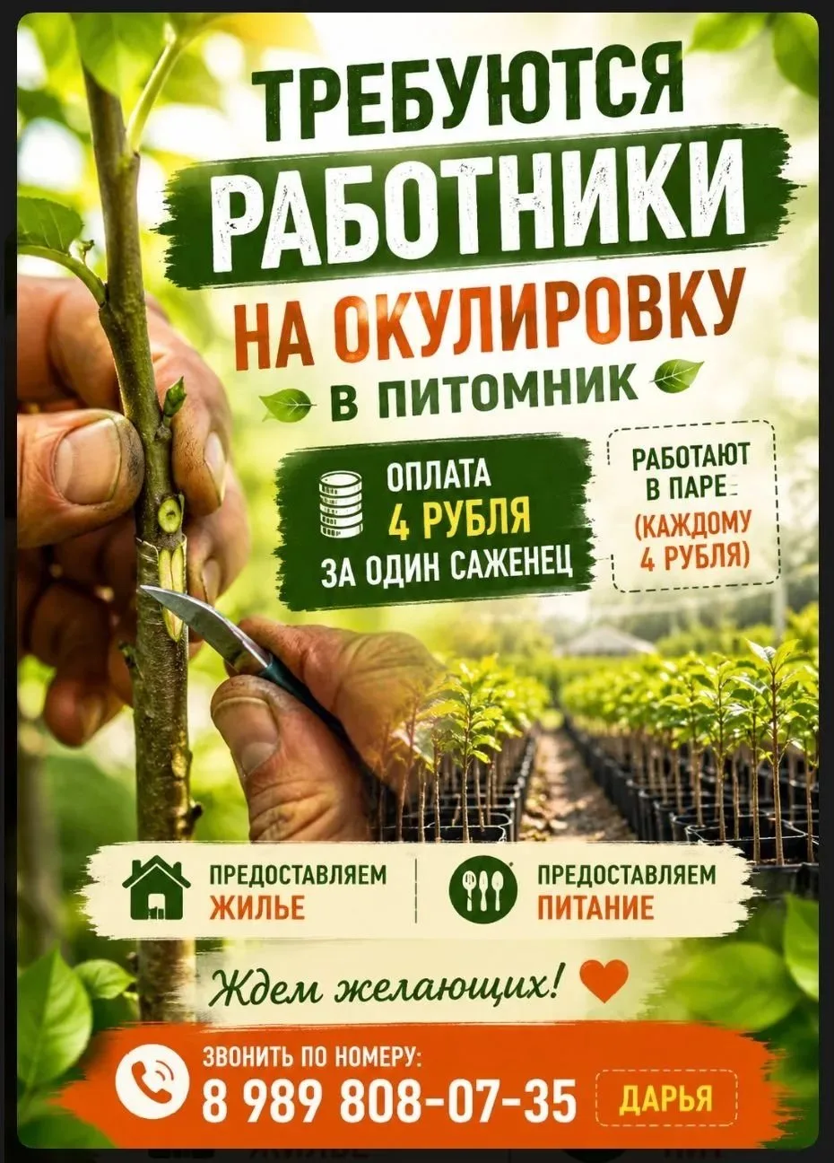 Ищем ответственных людей на ОКУЛИРОВКУ ( в питомник)