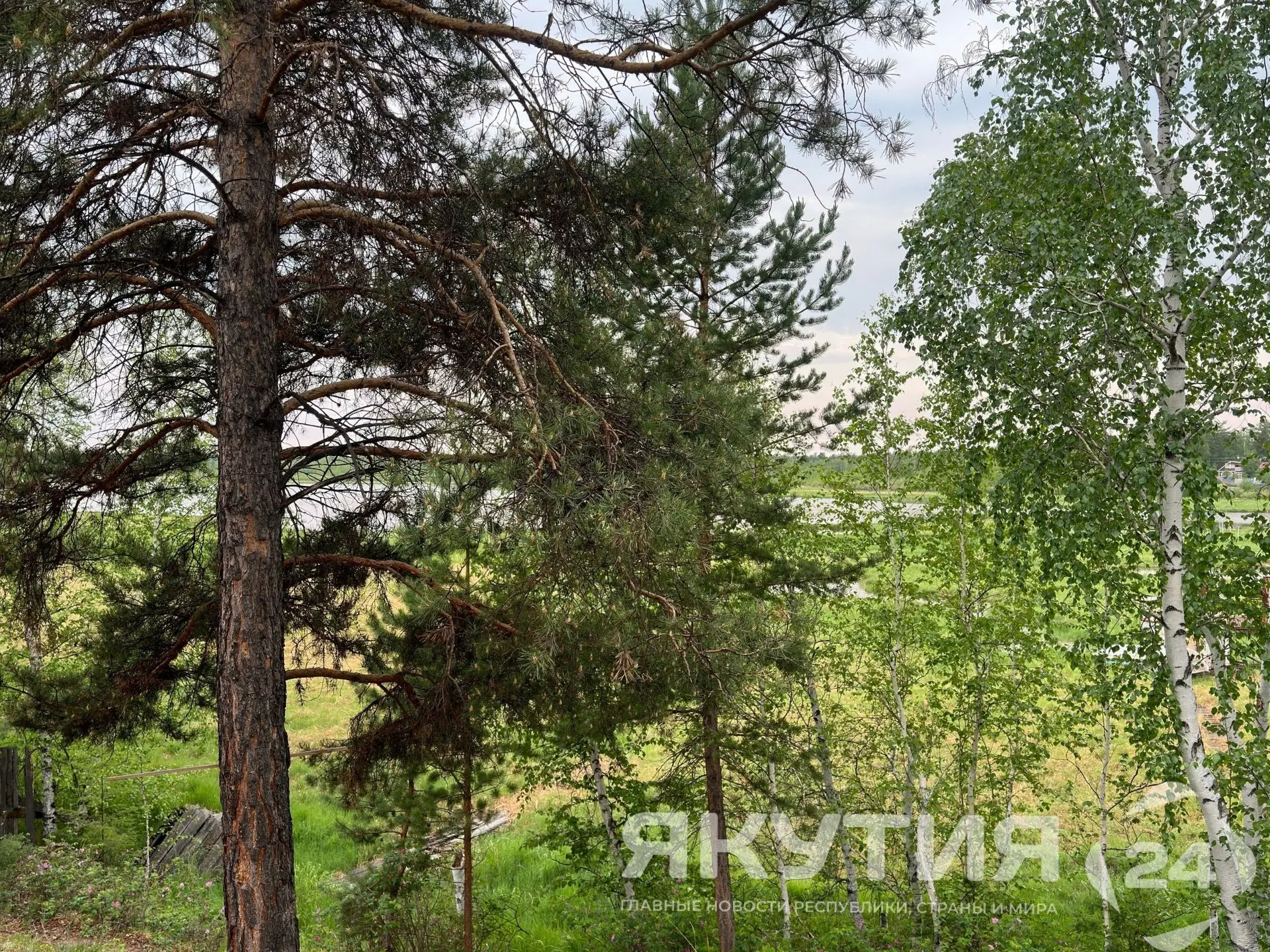 Леса на площади почти десять тысяч гектаров планируют восстановить в Якутии в текущем году  Лесовосс