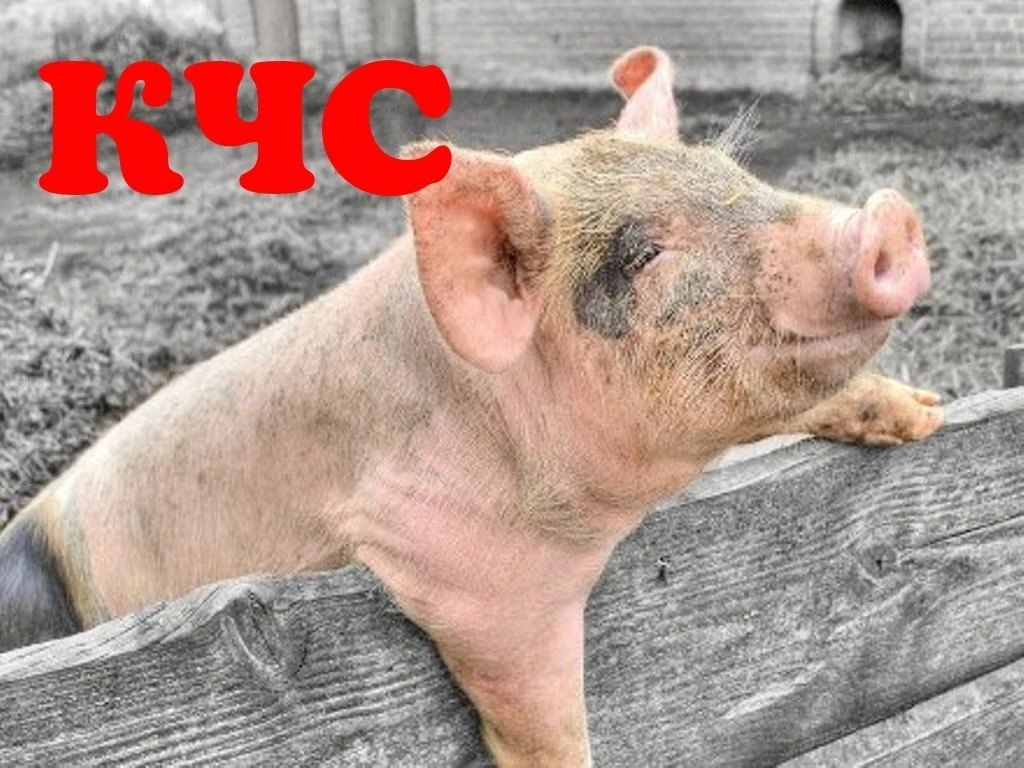 Классическая чума свиней (лат. Pestis suum) — вирусная болезнь свиней, характеризующаяс...