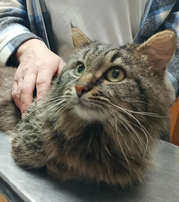 🐈‍⬛Кот Арес. Молодой и очень обаятельный. Проходит у нас лечение спинномозговой травмы которую полу