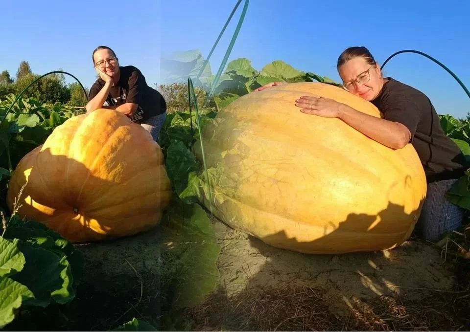 🎃 В Челябинске растёт тыква размером почти с человека