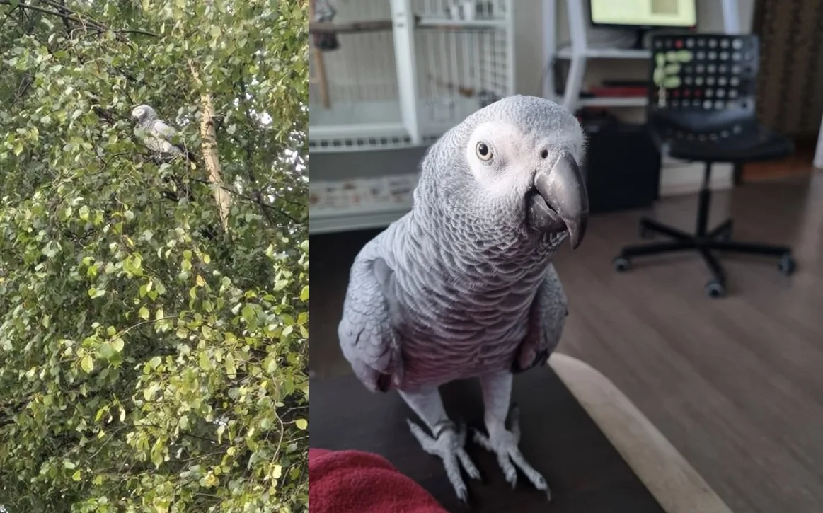 🦜 В Ярославской области после долгих мытарств краснохвостый попугай вернулся домой

Четыре дня вся 