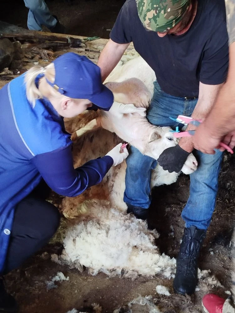 💫Постановка на профилактический карантин МРС 🐑